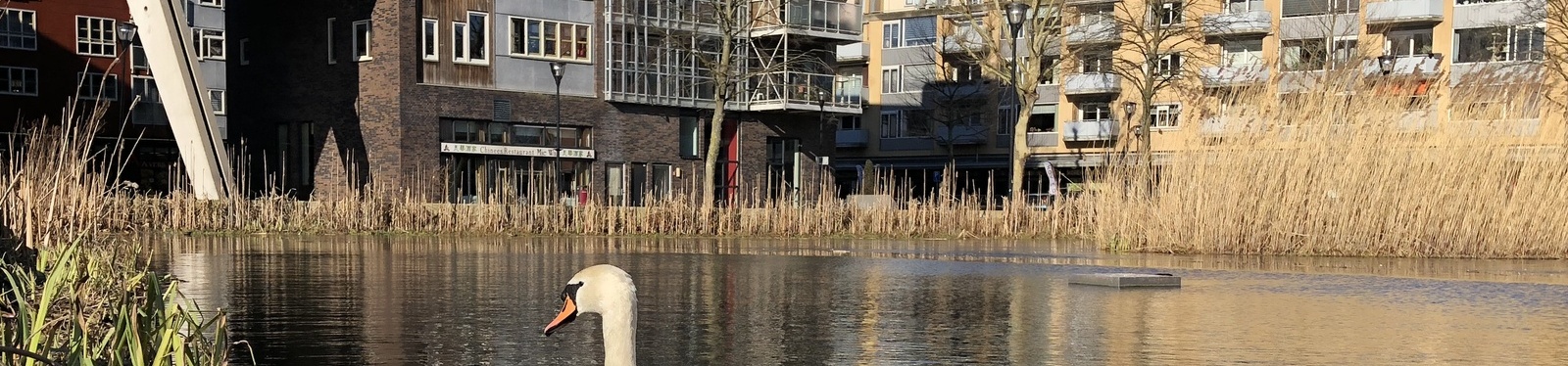 zwanen in stedelijk gebied