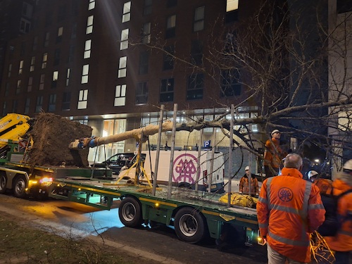 Verplanten bomen Spuiboulevard