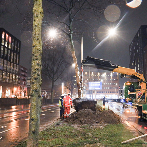 Bomen worden verplaatst jpg